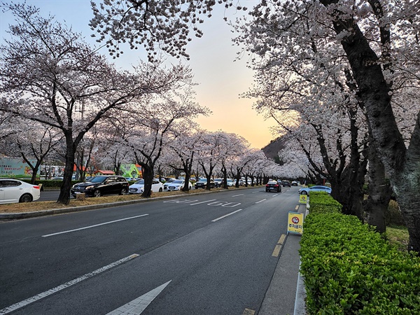 경주 보문관광단지 입구, 북군 동궁원 앞 벚꽃길 모습