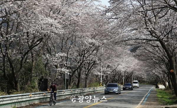 꽃터널을 이룬 구례 벚꽃길