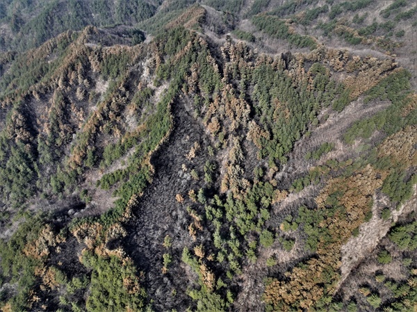 울진·삼척 산림유전자원보호구역 금강소나무 산불피해 모습.
