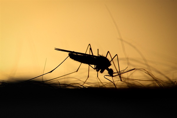 말라리아 병원충이 모기를 조종하여 꽁지를 들고 핏물을 내어 체온을 낮추게 만든다.