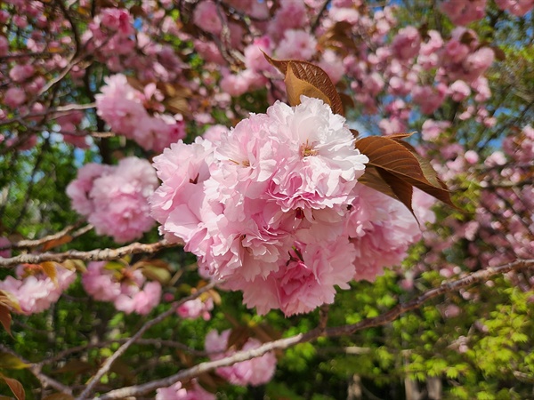 만개한 경주 보문 수상공연장 주변 겹벚꽃(4월18일 오후 촬영)