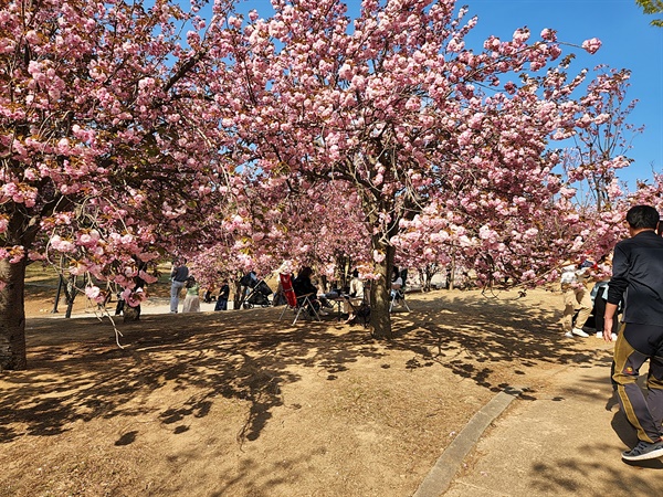 경주 불국사 불국공원 겹벚꽃 모습(4월 18일 오후 촬영)