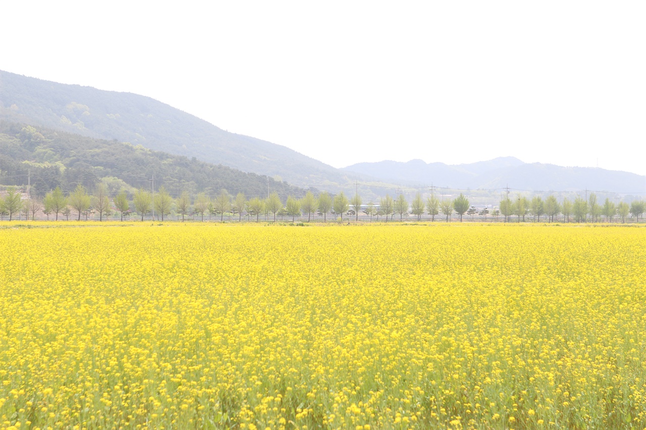 적성뜰 주변 7개 마을 206ha 논에 유채꽃이 노랗게 물들었다.
