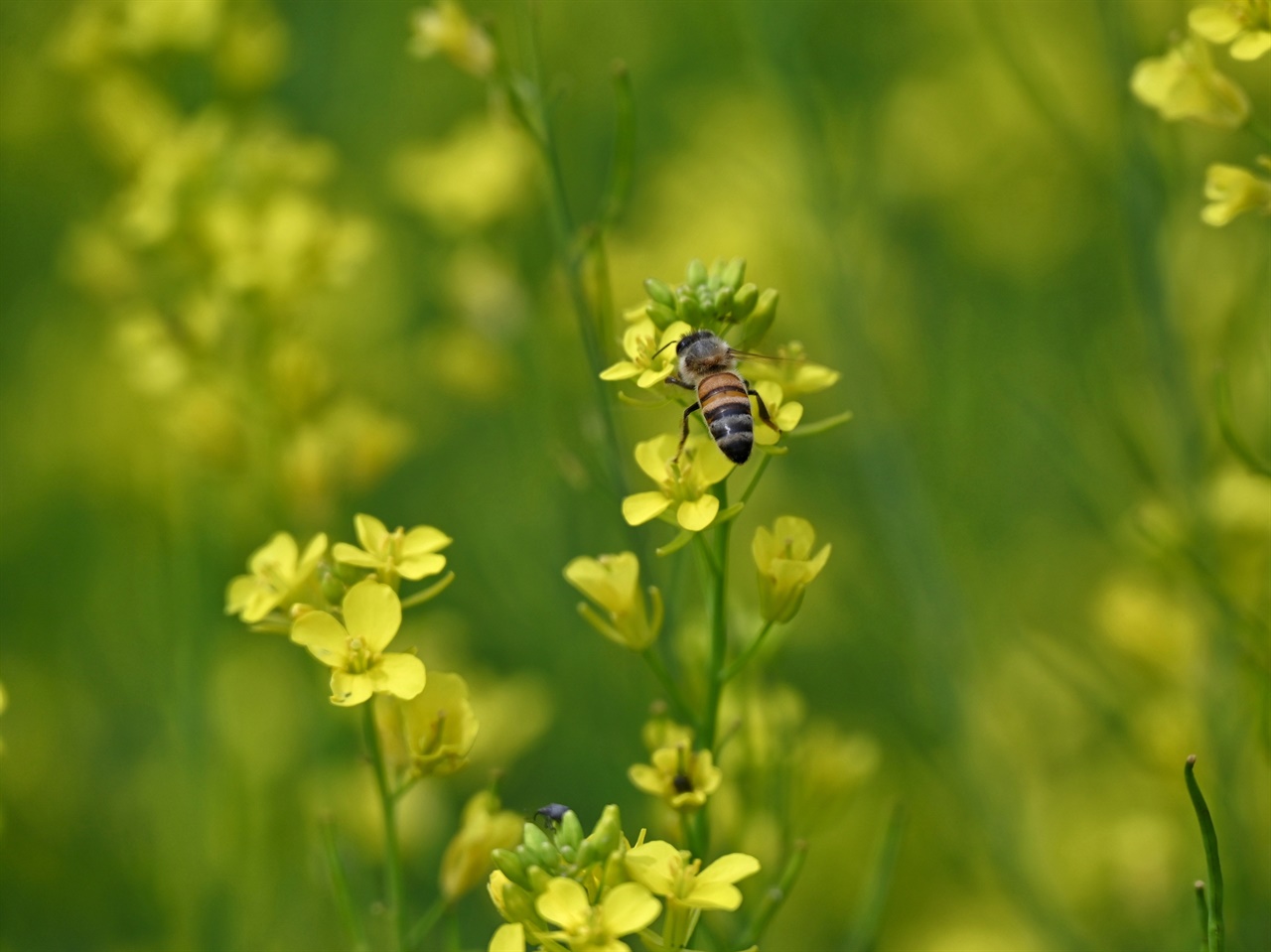 노란 갓꽃과 꿀벌
