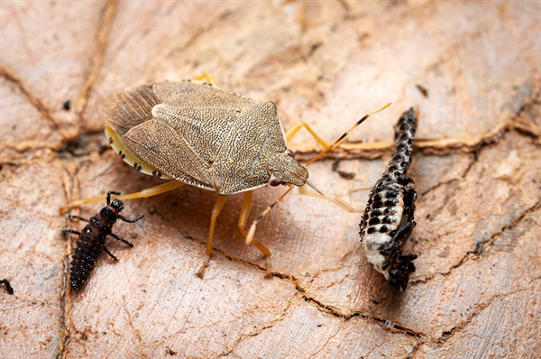 버들잎벌레 번데기의 체액을 빨아 먹는 중에 무당벌레 유충이 다리를 물었다.