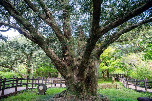 고려 명종 20년(1189년)에 심은 1번 나무는 키 14m, 둘레 2m의 나무로 800살을 진작 넘기면서 2000년 '새천년 비자나무'로 지정되었다.
