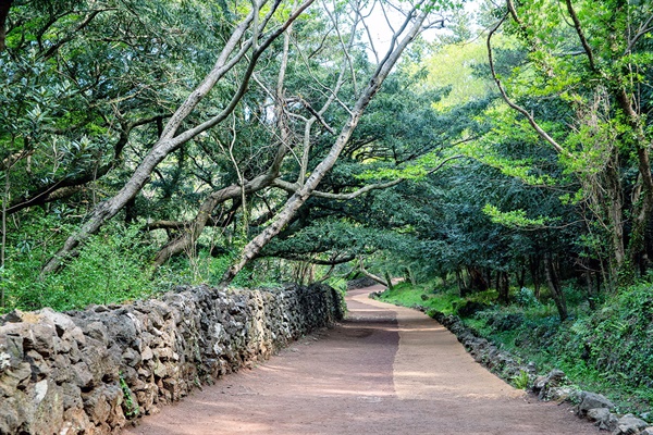 산책로의 마지막 구간인 돌담길. 돌담 위로 휘영청 몸을 뉜 비자나무 아래로 걷는 길은 '가장 아름다운 산책로'다.

