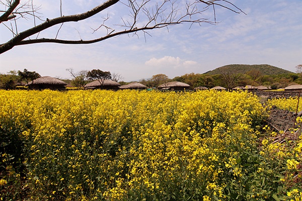 제주 전통초가가 있는 '돌한마을'에 유채꽃이 피어 환상적인 아름다움을 선사하고 있다