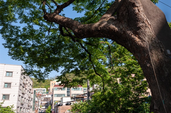 350년 된 느티나무가 한 단독주택 앞에서 녹음을 드리우고 있다.