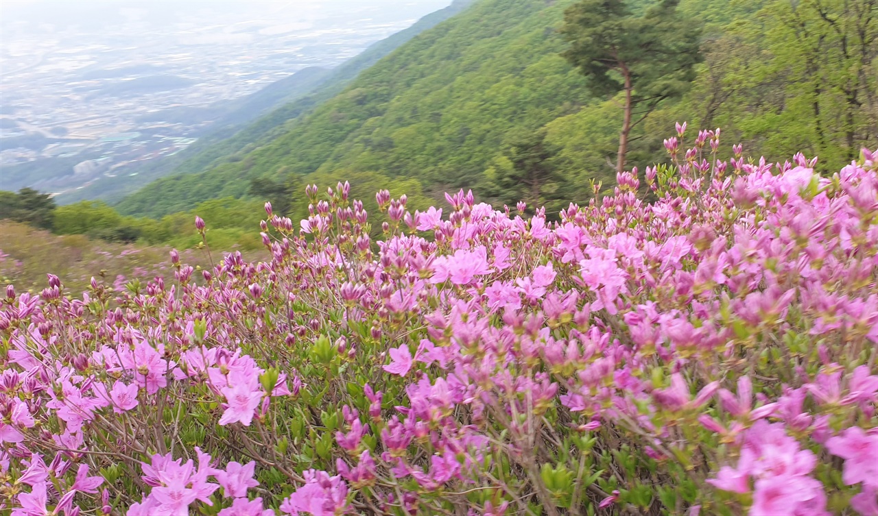 5월 1일 포천 왕방산 철쭉 군락지 풍경 