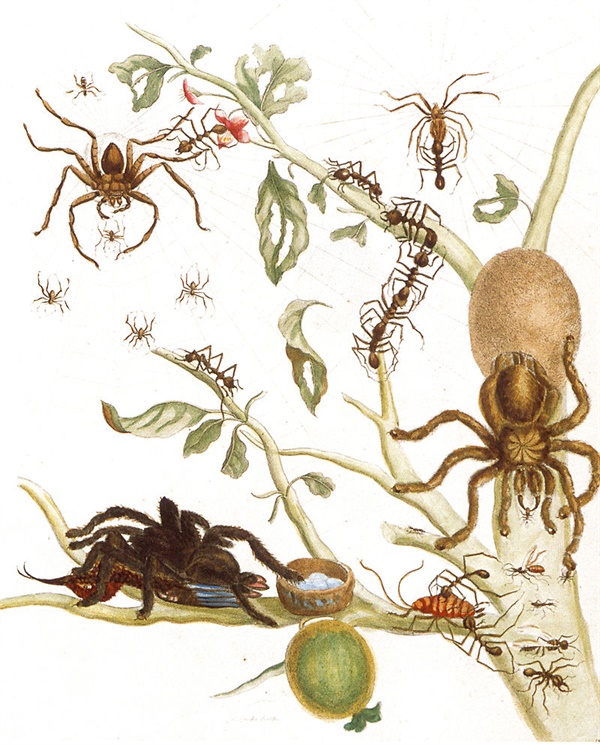 구아바 나뭇가지 위에 거미, 개미, 벌새 Spiders, ants and hummingbird on a branch of a guava, 1705 