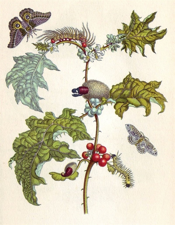 《수리남 곤충의 변태 Metamorphosis Insectorum Surinamensium》(1705) 삽화 중에서