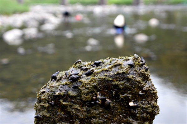영풍석포제련소 상류 강바닥 바윗돌에 붙은 다슬기들이 바글바글하다. 이처럼 이 일대엔 다양한 저서생물들이 살고 있다(2018년 촬영).  