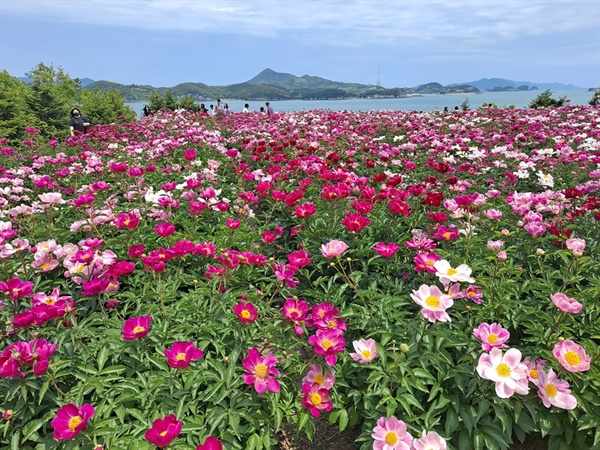 작약꽃밭은 꽃물결이 넘실댔다. 이곳에 온 여행객들은 하나같이 “예쁘다”, “너무 아름답다”를 연발하며 탄성이다. 