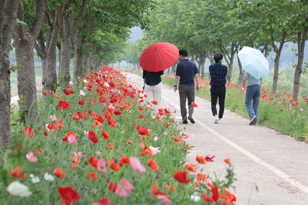 의령 화정 ‘국내 최장 3km 양귀비 꽃길’ 눈길