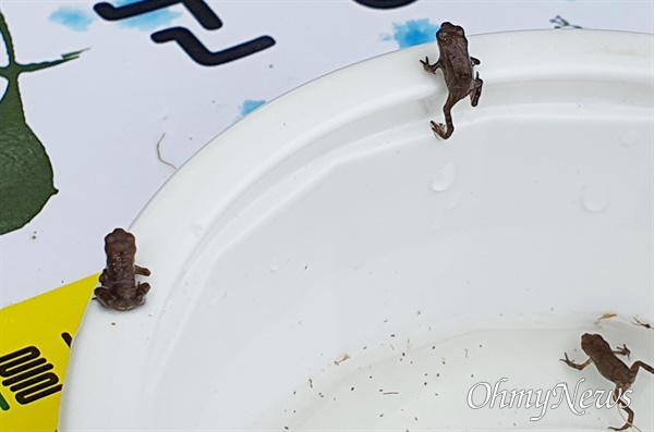 작은 용기에서 탈출해 이동하려는 아기 두꺼비들. 지난 15일 환경운동가들이 부산 도심 하천에서 수난을 겪는 두꺼비들의 이동을 돕고 있다. 이들은 본능적으로 계속 어디론가 움직였다. 그러나 사람을 위한 구조물에 막혀 갈 수가 없다.