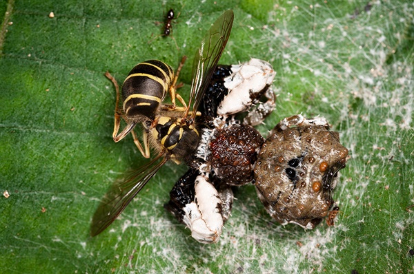 거미줄 방석 위에서 작은 곤충을 잡아먹고 산다.