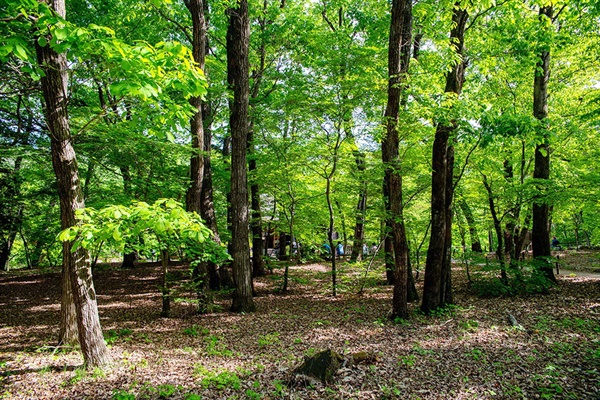 광릉숲은 조선조 세조 대왕 능림(陵林)으로 지정된 1468년 이래로 550년 넘게 자연 그대로 보전되어 온 숲이다.