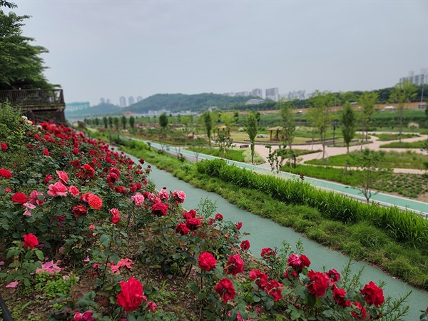 안양천 제방길 경사면에 식재된 장미꽃 모습(2022년 5월 30일 오전 촬영)