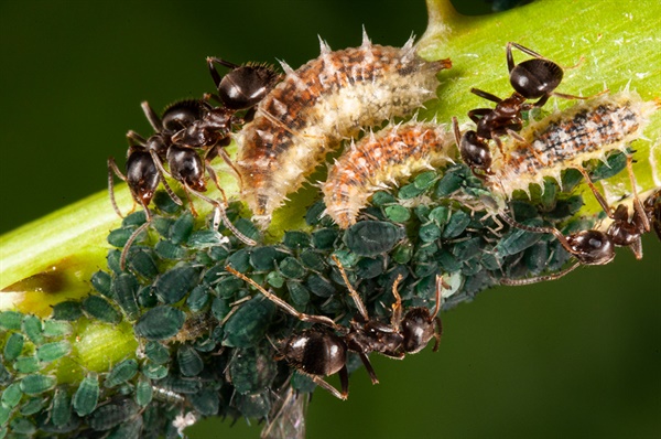 페로몬을 풍겨 개미로 위장한 꽃등에 애벌레가 진딧물을 잡아먹고 있다.