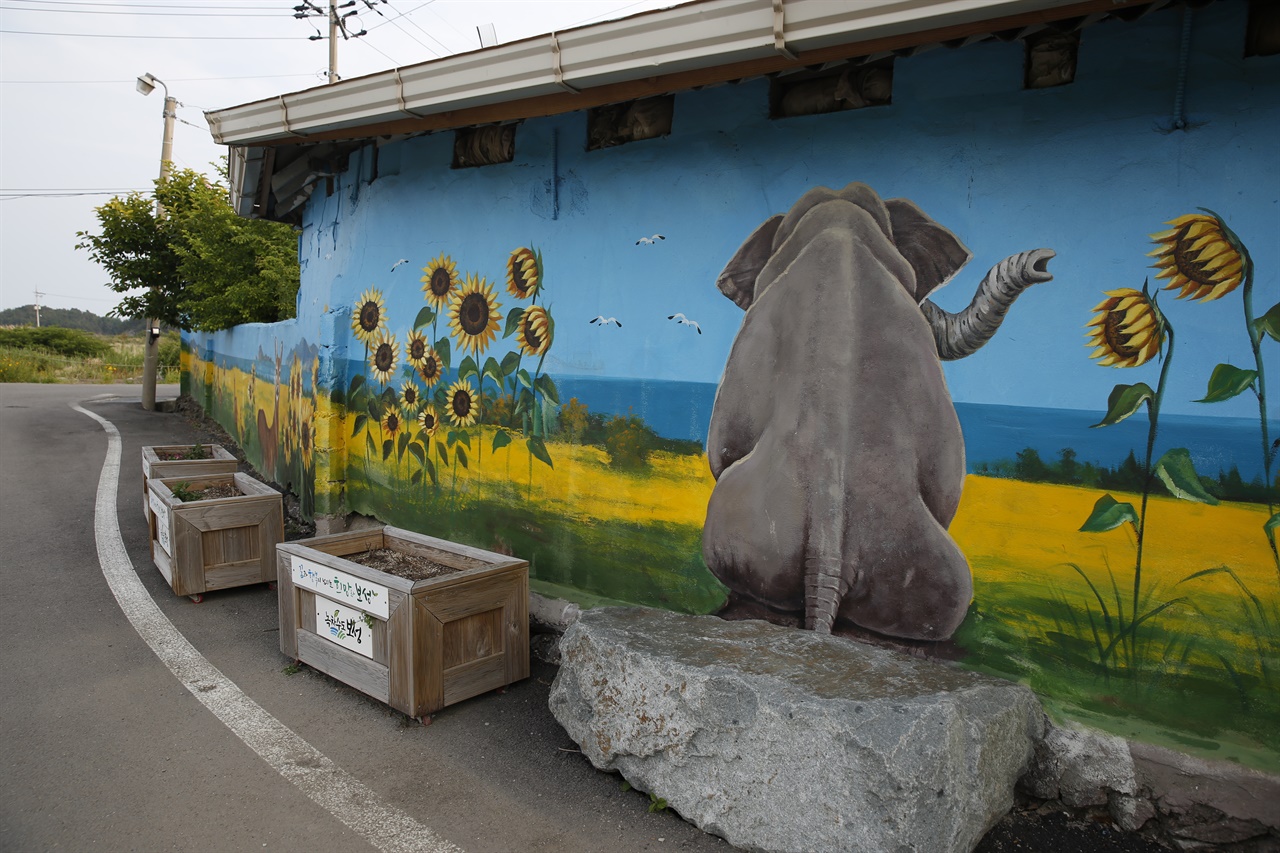 장도 부수마을 회관 앞에 그려진 코끼리 벽화. 코끼리 유배와 관련된 해프닝을 아는 듯, 코끼리가 등을 돌리고 앉아 있다.