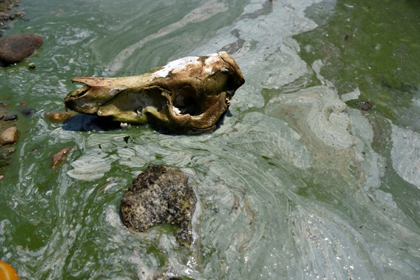 지난 6월 19일 낙동강 중류에 해당하는 성주대교 아래 낙동강에 핀 심각한 녹조. 그 위에 고라니로 추정되는 짐승의 머리뼈가 놓여 있어 낙동강 녹조가 더욱 강렬한 인상으로 다가온다. 