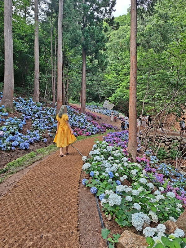 멋진 아가씨가 수국 꽃길을 걷는다.