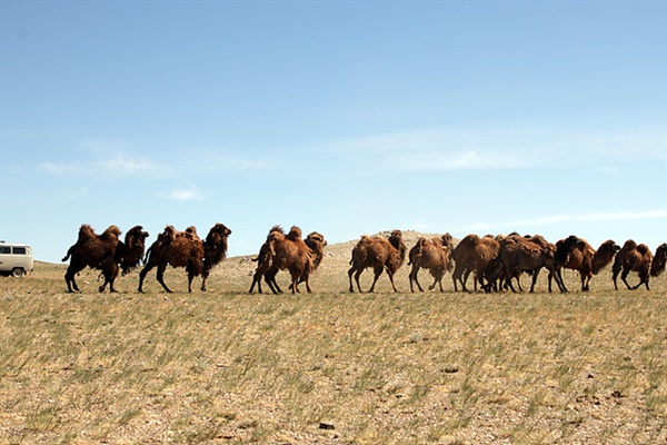 몽골 고비사막 여행의 묘미는 셀수없을 만큼 많은 가축들을 언제든 만날 수 있다는 것이다
