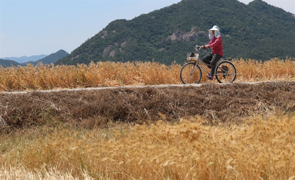 전남 보성군 득량면 수확을 앞둔 보리밭을 자전거를 탄 농민이 지나고 있다. 2022.5.26