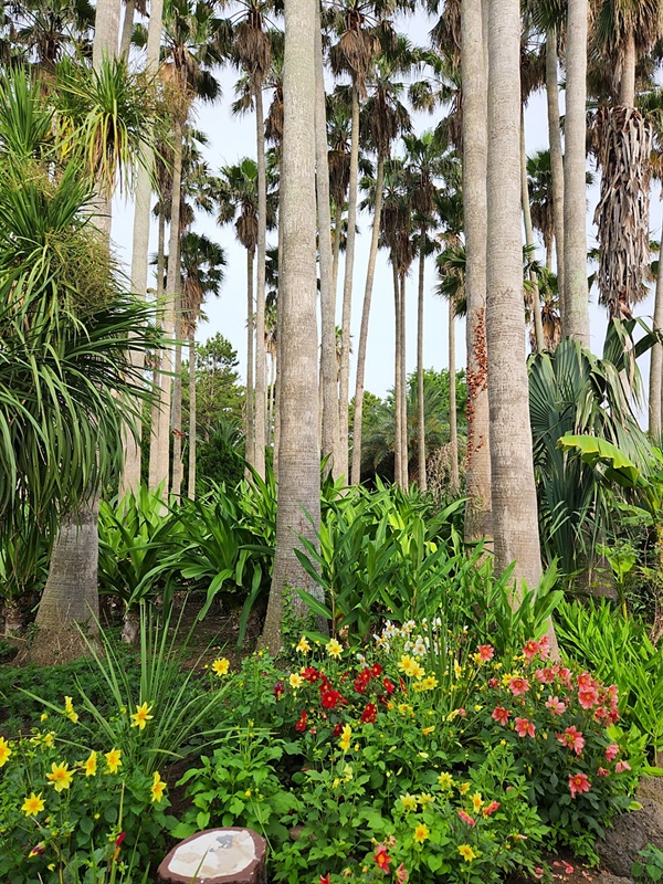 이국적 느낌의 야자수 나무 아래 3천여 종의 신기한 식물들이 식재된 아열대식물원 모습.