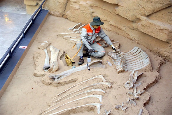 몽골을 방문한 외국 생물학자가 공룡을 발견하는 모습. 박물관에서 촬영했다.  