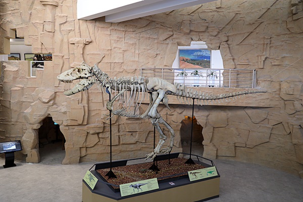 '으문고비 아이막(umnugovi Aimag)' 박물관 전시실에서 담당자의 허락을 받아 촬영한 공룡화석 모습. 달링자드가드 일대 바양작, 보깅 찹, 올랑 찹, 네멕트 올, 헤르멘 찹 지역에서는 많은 공룡화석이 발견되었다.  그러나 이 지역에서 발견된 공룡 중 가장 웅장한 공룡화석은 몇년 전 미국을 방문했을 때 미국자연사 박물관에서 볼 수 있었다. 