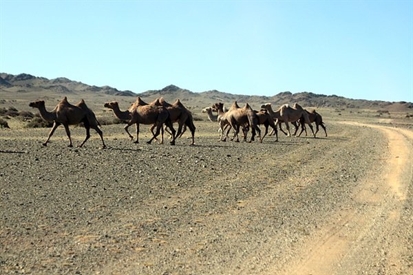 고비사막 여행길에서는 사막의 주인인 낙타를 언제든지 만날 수 있다.