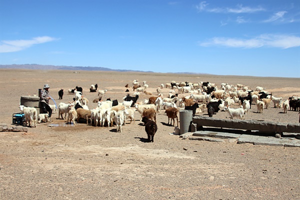 풀이 별로 없는 사막에서 양을 키우던 목동이 양수기를 돌려 양떼들에게 물을 먹이고 있었다.