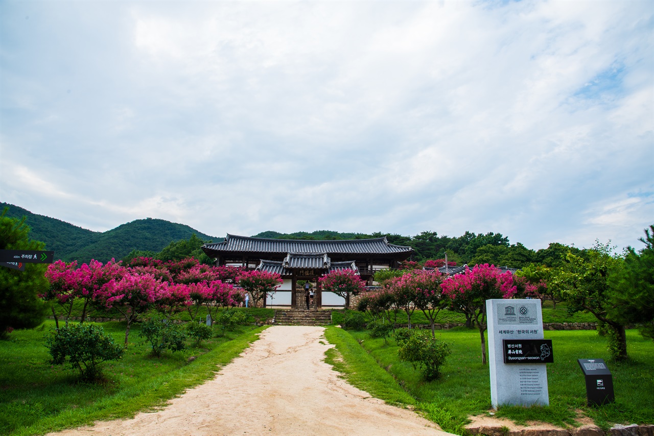 7월 배롱나무 분홍꽃들로 가득한 병산서원 앞