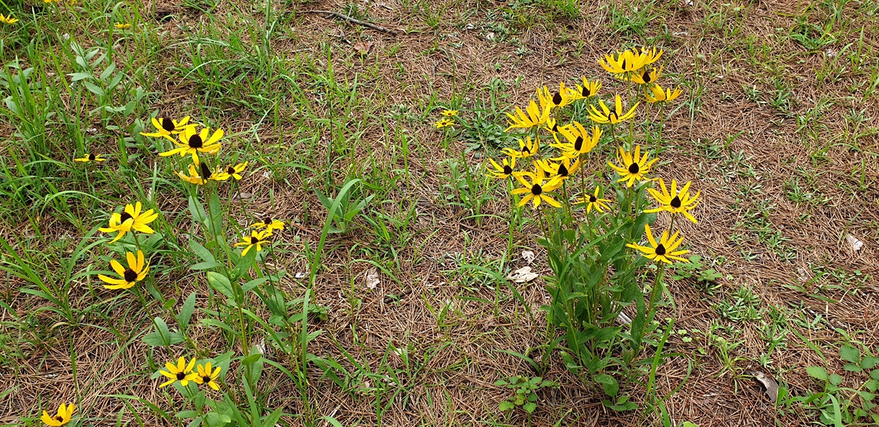 제재기 오름 정상에 자라고 있다. 남미에서 귀화한 식물로서 '금계국' 등과 같이 '루드베키아'속에 속한다. 전국의 철도나 도로변에 많이 퍼져 있다. 여름에 꽃이 핀다. 통꽃 부분은 원추 모양으로 되어 있는 갈색이다.