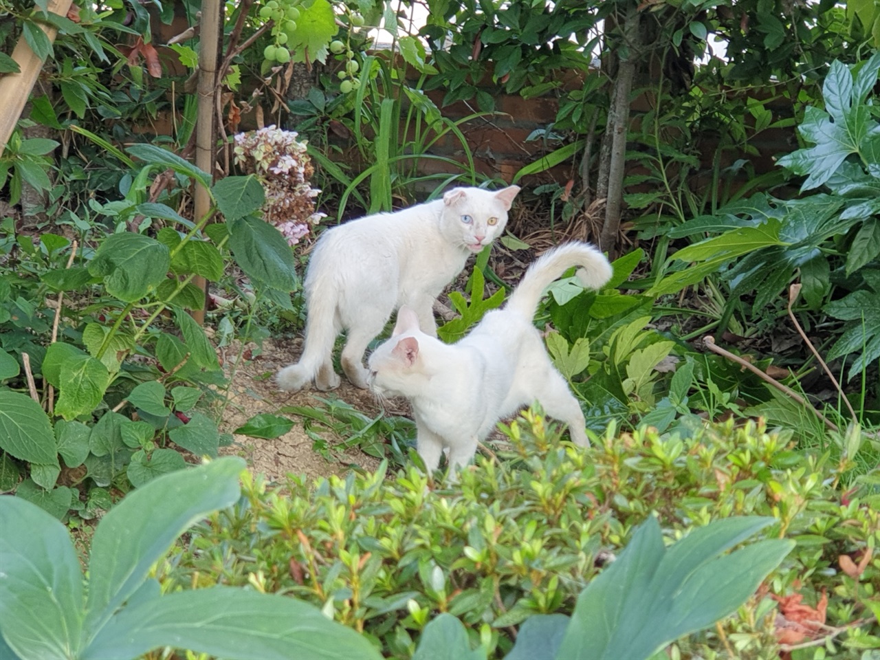 한 어미에게 태어난 흰냥이 남매, 한 마리는 오드아이인 수컷이다. 