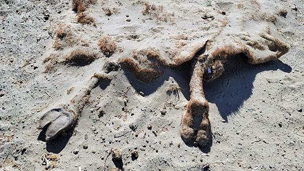 바얀투로이 마을 옆 사막 모래에 낙타 시체가 묻혀있다. 몽골에서 동물 시체를 보는 건 아주 흔한 일이다.