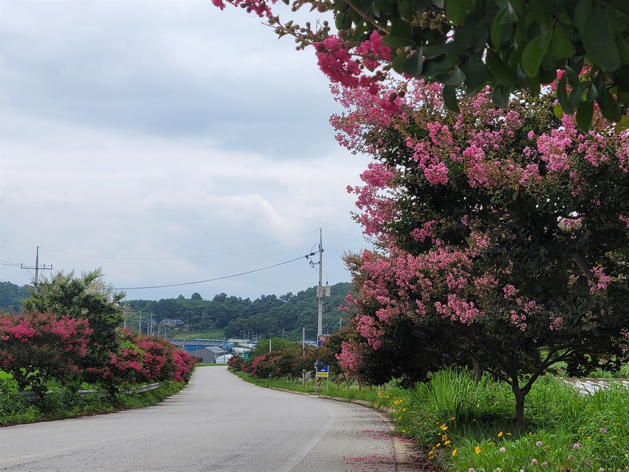 분홍색 배롱나무꽃이 환상적이다. 홍성에서 갈산을 지나는 지방도에는 배롱나무가 심어져 있다. 그러면서, 배롱나무꽃이 개화가 시작되면서, 이곳을 지나는 시민들에게 힐링을 선사하고 있다.