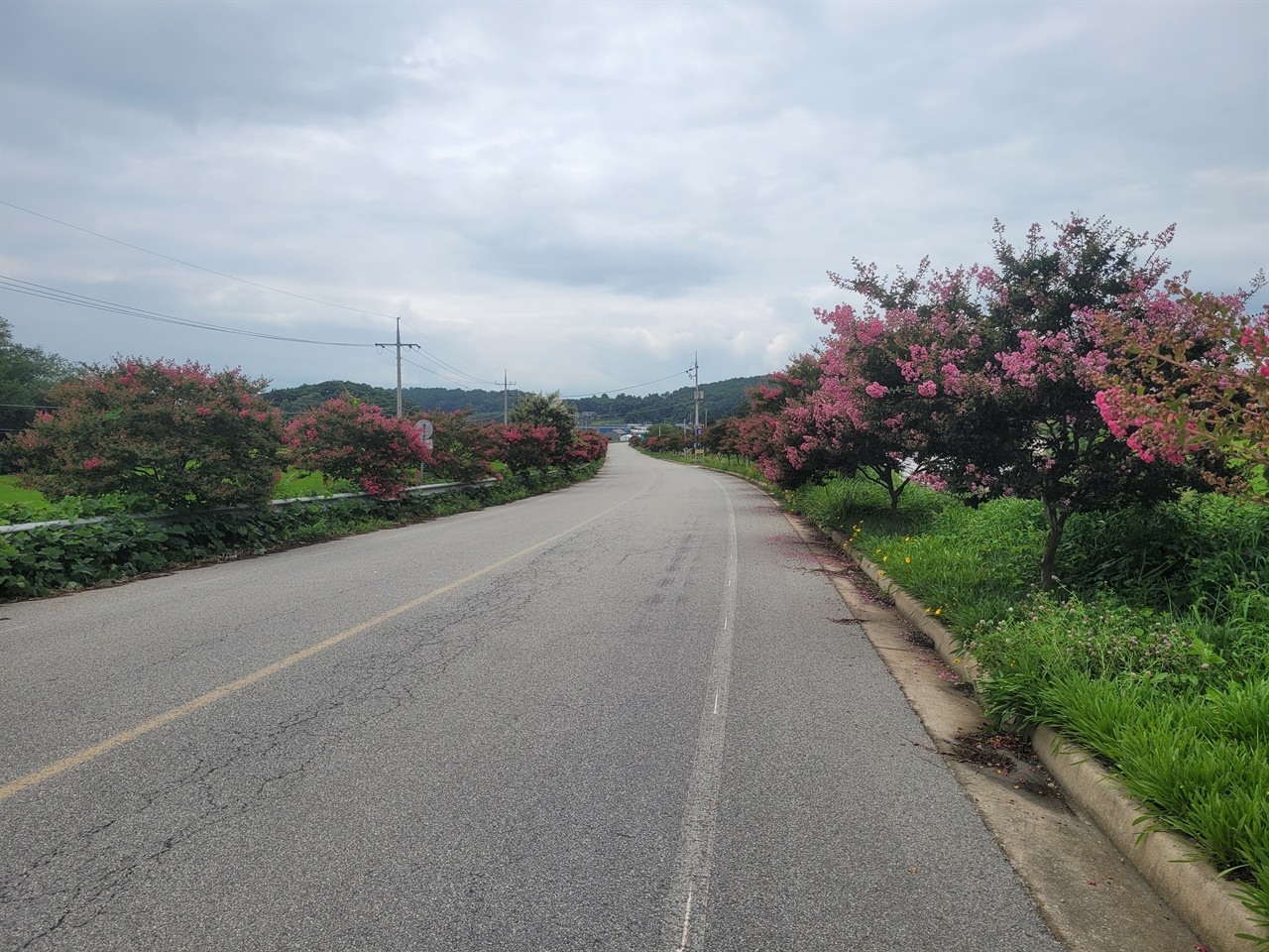 7월의 네 번째 주말을 맞아 찾은 배롱나무 가로수길은 이제 막 꽃을 피우기 시작했다. 그러면서, 도로 주변의 초록색과 어울린 모습이 수채화 같기도 했다.