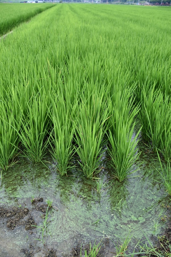 녹조라떼 논. 논에서 녹조가 무럭무럭 자라고 있다. 녹조 독이 쌀에 축적이 되는 배경이다. 