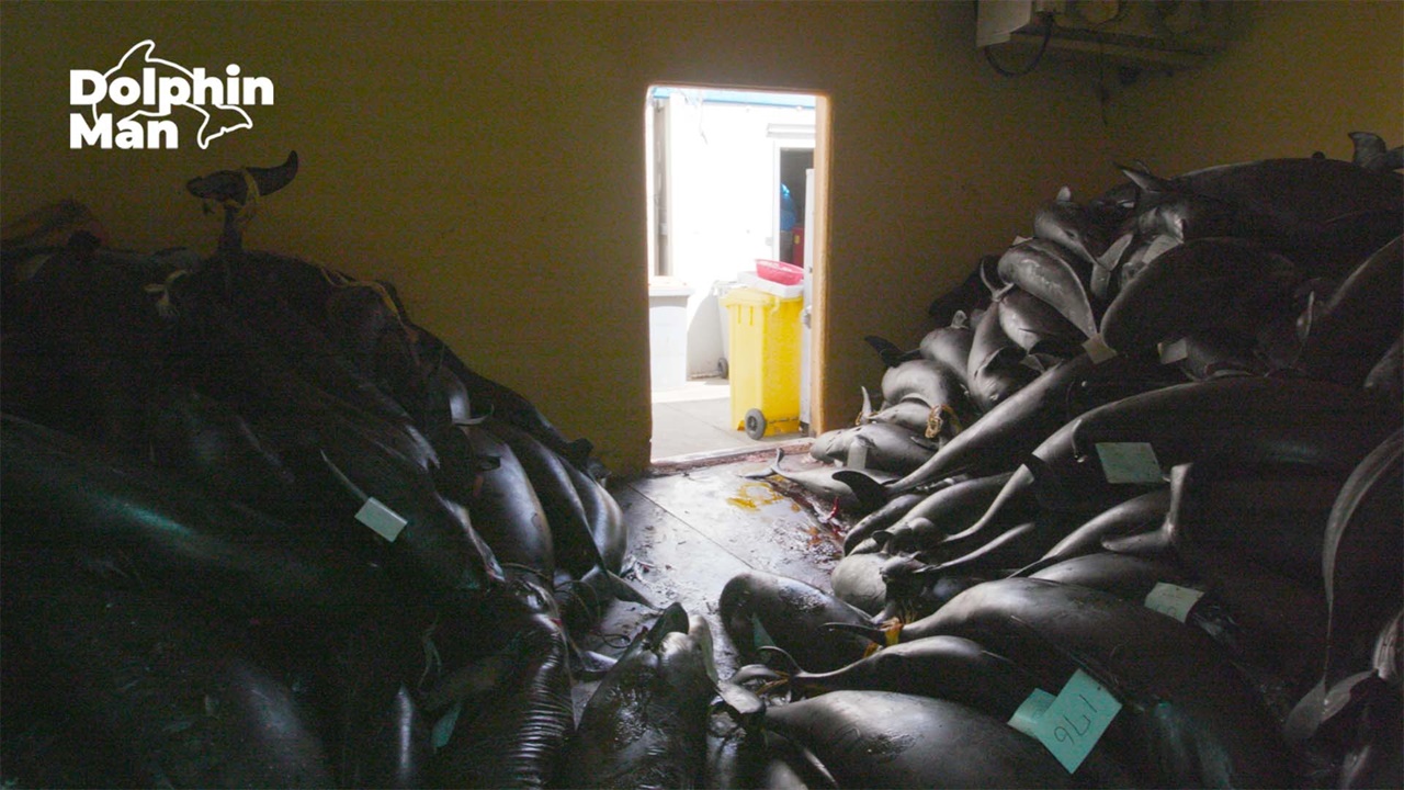 태안군에서 수거한 상괭이사체가 냉동창고안에 쌓여있다. 2019년 4~5월에만 5백여 사체를 수거했다. (무단사용 및 재판매 DB금지)