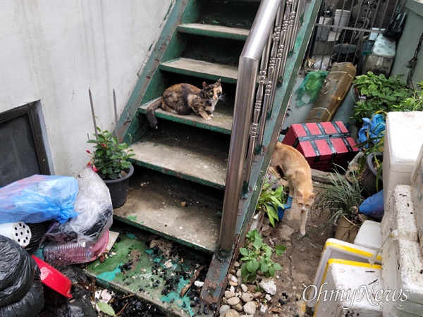 지난 8일 밤 폭우로 인해 서울 동작구 상도동의 한 주택 반지하에 살던 50대 여성 A씨가 익사했다. 8월 10일, A씨가 살던 반지하 집 앞에 A씨가 키우던 고양이들이 모습을 보였다. A씨는 침수 상황 도중 고양이들을 구하고 나오려다 숨졌다고 이웃들이 전했다.