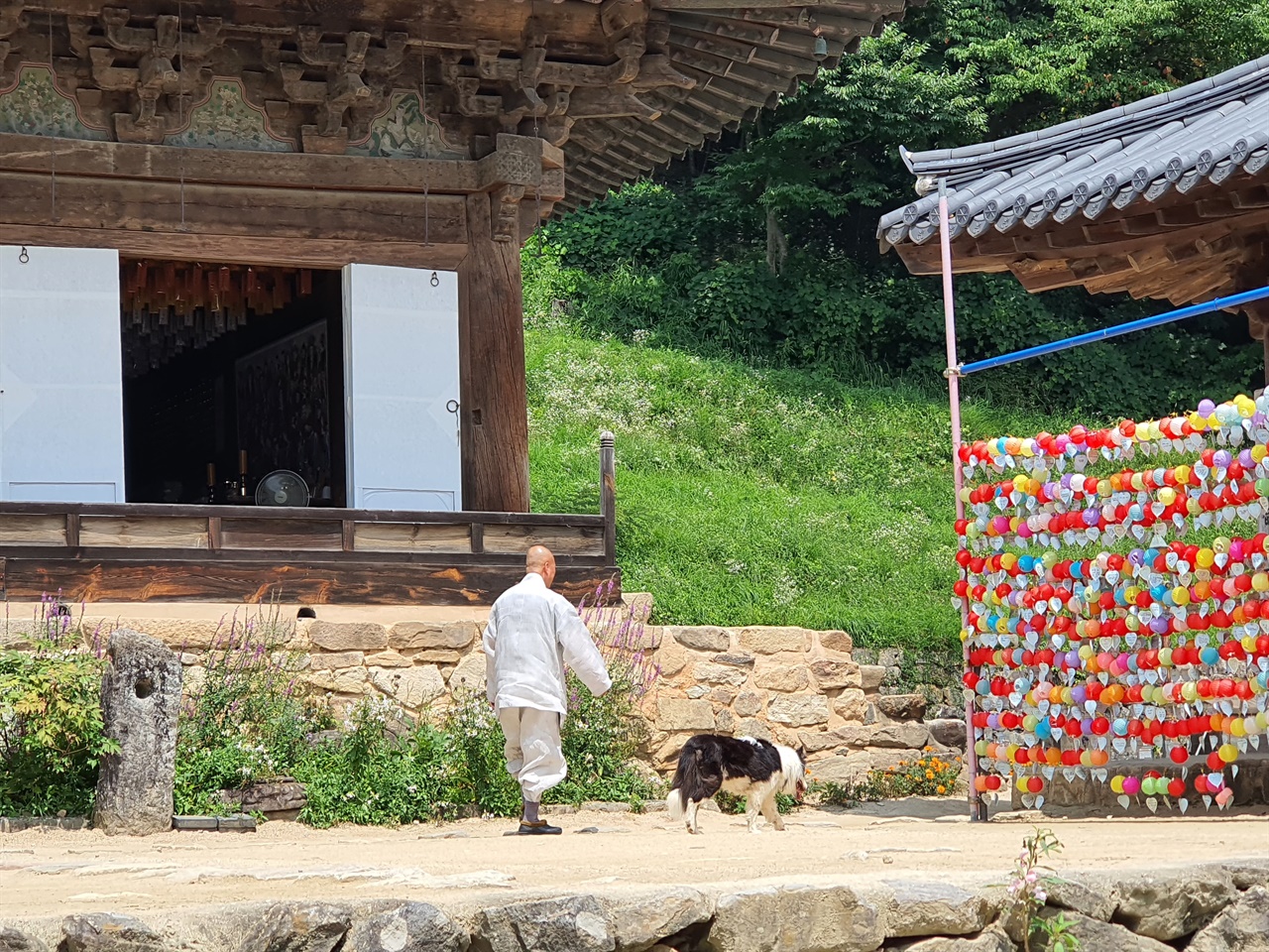염천의 빗살무늬 마당을 가로지르는 스님은 할아버지 견을 따라가고 있다.