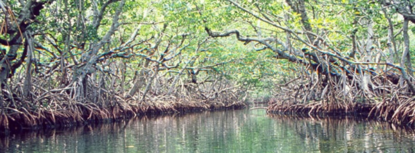 해안을 보호하고 탄소를 저장하는 맹그로브 숲
