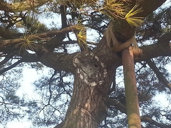 초지진 앞 소나무에 남아있는 포탄의 상흔