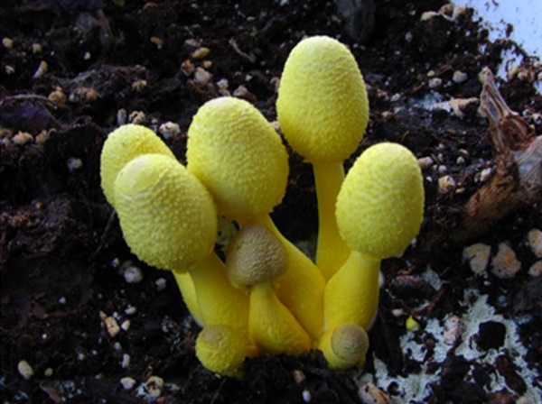 하루 만에 시들어버려 사진을 직접 찍지 못했다. 공유 저장소에서 찾은 노란각시버섯. 이것과 똑같이 생겼다. 