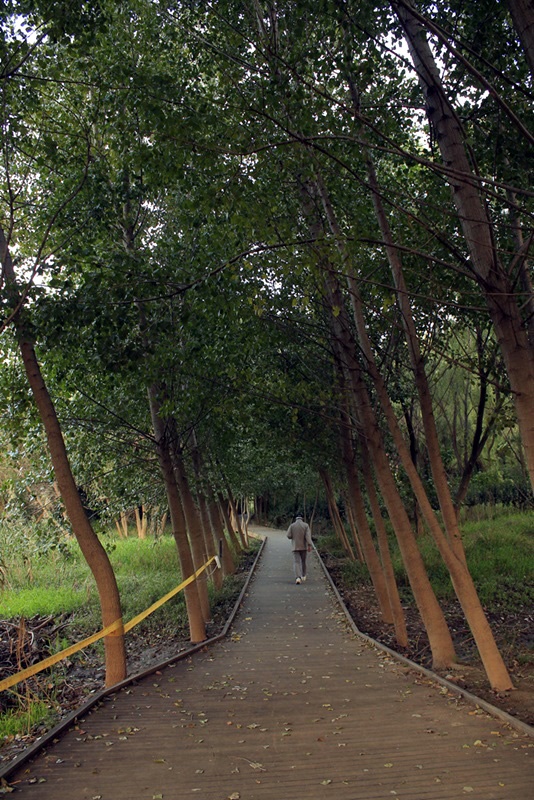 미루나무. 암사생태공원 내 강변으로 이어지는 조용한 산책로에 심어져 있다. 