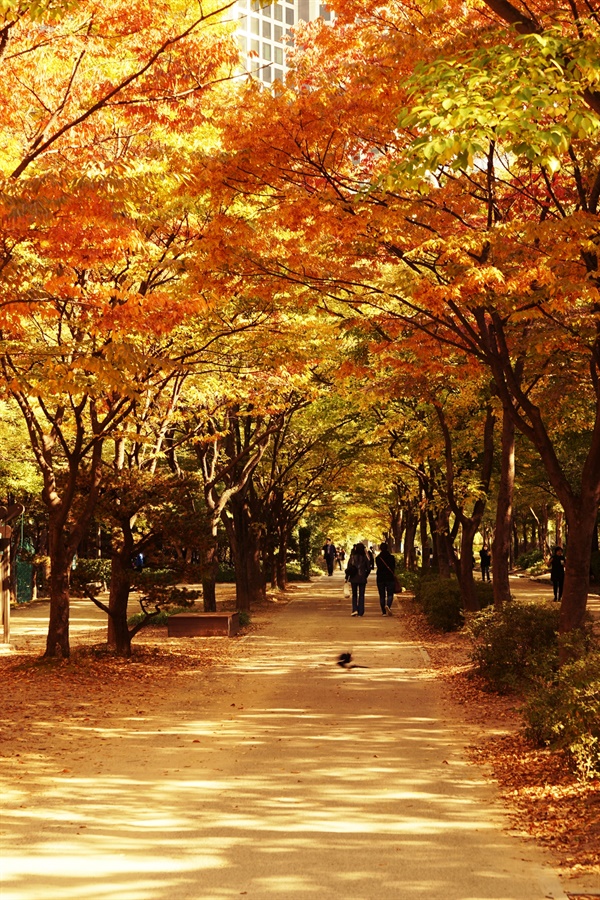 가을이 깊어 가는 서울숲
