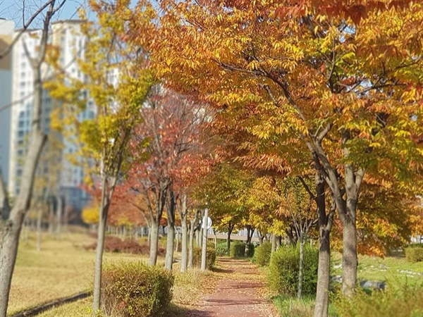 홍성 내포신도시 아파트와 도로 가로수는 단풍이 들면서 가을이 찾아왔다. 특히, 하천 주위 공원 산책로에는 낙엽이 쌓이면서 산책에 나선 시민들은 깊어가는 가을을 만끽했다.